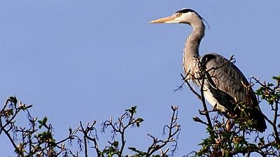 heron